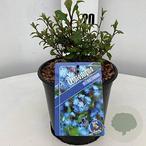 Ceratostigma willmottianum 25-30 cm 2,0L