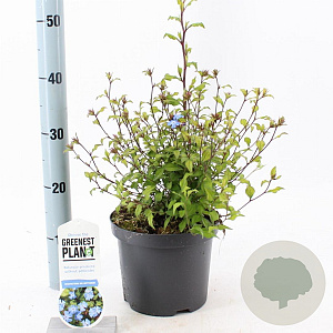 Ceratostigma willmottianum 30-40 cm 3,0L