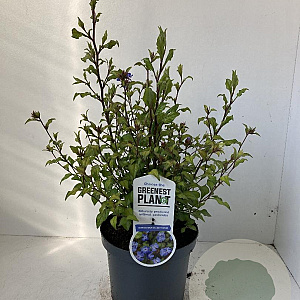 Ceratostigma willmottianum 30-40 cm 3,0L