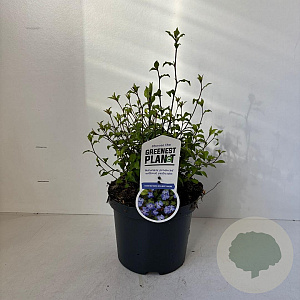 Ceratostigma willmottianum 30-40 cm 3,0L