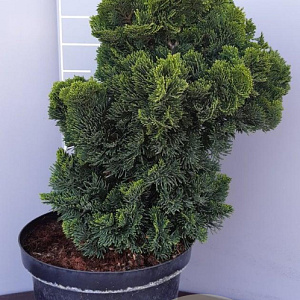Chamaecyparis o. 'Nana Gracilis' 25-30 cm 7,5L