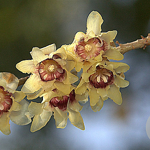 Chimonanthus praecox 150-175 cm 20L
