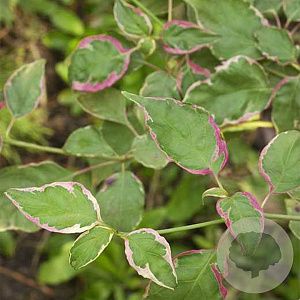 Cornus alternifolia Pinky Spot 175-200 cm 50L
