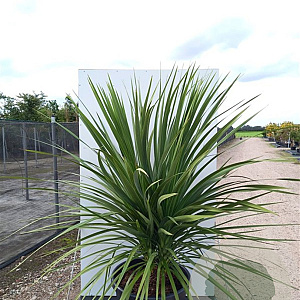Cordyline australis 300-350 cm cont. 230L