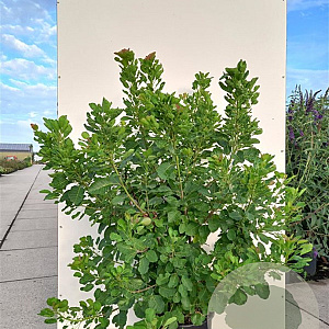 Cotinus coggygria 175-200 cm 20L