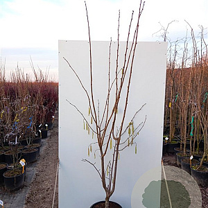 Corylus 'Cosford' 175-200 cm 20L