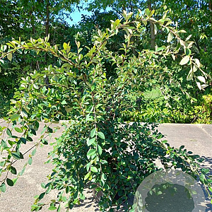 Cotoneaster lacteus 175-200 cm 20L 3 stok