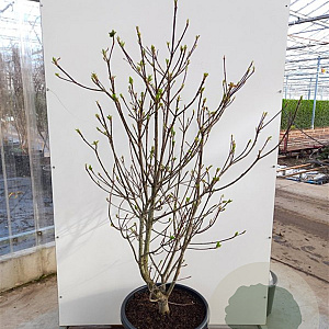 Cornus nuttallii 'Portlemouth' 175-200 cm cont. 80L