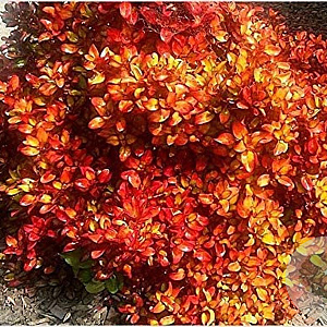 Coprosma 'Pina Colada' 80-100 cm 20L