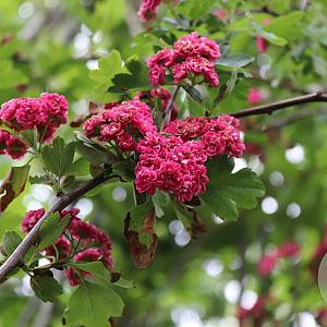 Crataegus media 'Paul's Scarlet' 40-60 cm 3,0L