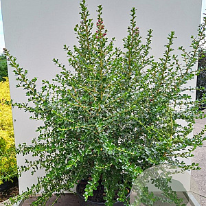 Escallonia 'Apple Blossom' 100-125 cm 20L