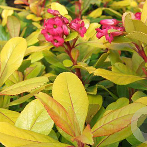Escallonia laevis 'Gold Ellen' 60-80 cm 20L breed