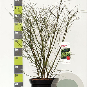 Euonymus alat. 'Compactus' 60-80 cm 12L