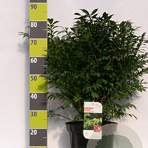 Euonymus alat. 'Compactus' 60-80 cm 12L