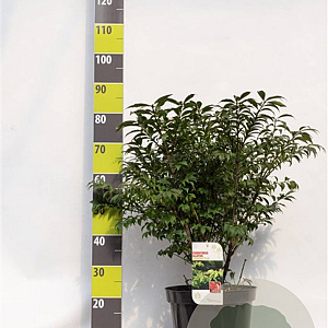 Euonymus alat. 'Compactus' 60-80 cm 12L