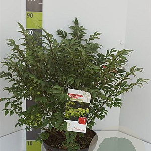 Euonymus alat. 'Compactus' 60-80 cm 12L