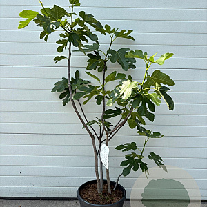 Ficus car. 'Rouge de Bordeaux' 100-125 cm 20L