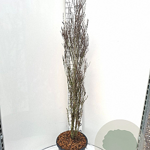 Frangula alnus Fine Line 150-175 cm 20L