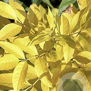 Fraxinus chinensis 'Emma's Gold' 250-300 cm cont. 130L