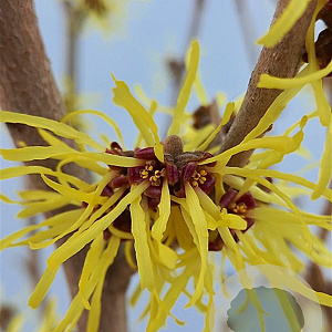 Hamamelis int. 'Westerstede' 80-100 cm 12L