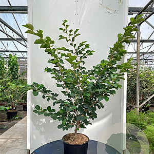Hamamelis vern. 'Amethyst' 150-175 cm 20L