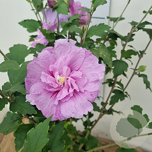 Hibiscus syr. Lavender Chiffon 40-60 cm 3,0L