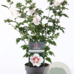 Hibiscus syr. Starburst Chiffon 30-40 cm 3,0L