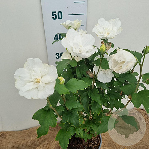 Hibiscus syr. White Chiffon 40-60 cm 3,0L