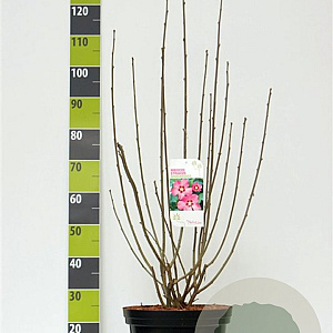 Hibiscus syr. 'Woodbridge' 80-100 cm 12L