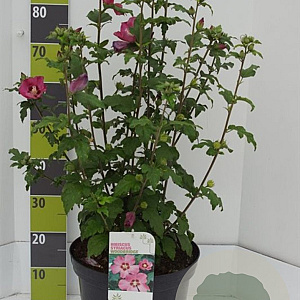 Hibiscus syr. 'Woodbridge' 80-100 cm 12L