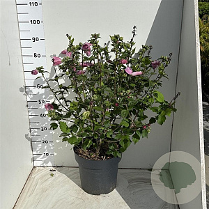 Hibiscus syr. 'Woodbridge' 80-100 cm 12L