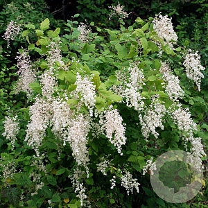 Holodiscus discolor 125-150 cm 20L