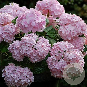 Hydrangea m. Endless Summer 60-80 cm 20L