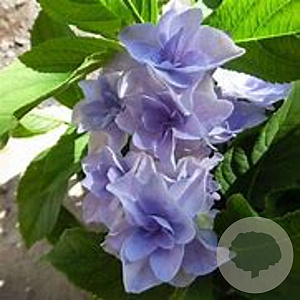 Hydrangea m. 'Zaunkönig' 80-100 cm 20L