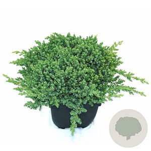 Juniperus procumbens 'Nana' 60-80 cm 20L breed