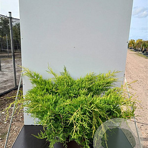 Juniperus pf. 'Old Gold' 80-100 cm 20L breed
