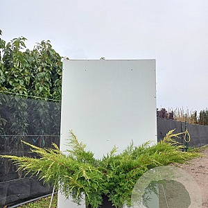 Juniperus pf. 'Pfitzeriana Aurea' 125-150 cm 50L breed
