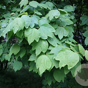 Lindera obtusiloba 100-125 cm 20L