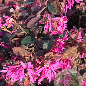 Loropetalum c. 'Daybreak's Flame 200-250 cm cont. 80L