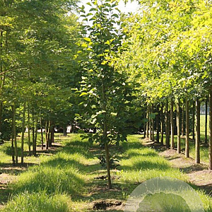 Magnolia 'Galaxy' 300-350 cm cont. 180L paraplu