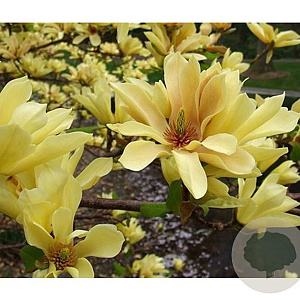 Magnolia 'Butterflies' 150-175 cm 20L