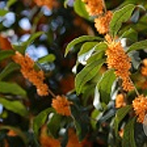 Osmanthus fragrans 150-175 cm 20L
