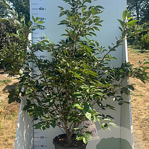 Prunus accolade 175-200 cm 20L