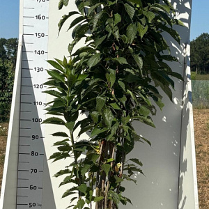 Prunus ser. 'Amanogawa' 200-250 cm 20L
