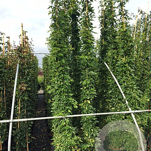 Rosa (K) 'Veilchenblau' 200-250 cm 20L 3 stok