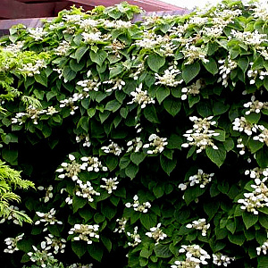 Schizophragma hyd. 'Moonlight' 150-175 cm 20L 3 stok