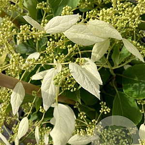 Schizophragma hyd. 'Windmills' 125-150 cm 20L 3 stok