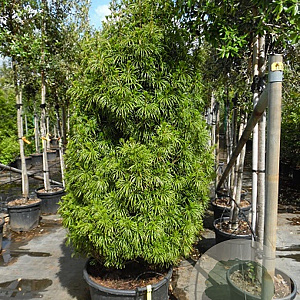 Sciadopitys verticillata 50-60 cm 12L