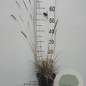 Sesleria autumnalis GM 2,0L