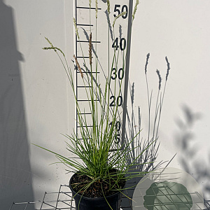 Sesleria autumnalis GM 2,0L